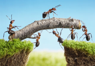 Ameisen zeigen symbolisch eine gute Zusammenarbeit bei ECR (Efficient Consumer Response)